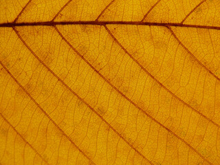 Naklejka na ściany i meble autumn yellow leaves texture background