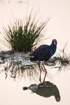 Porphyrio porphyrio Calam&oacute;n com&uacute;n Gall faver