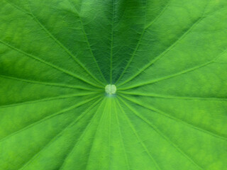 Fototapeta na wymiar green lotus leaf closeup background