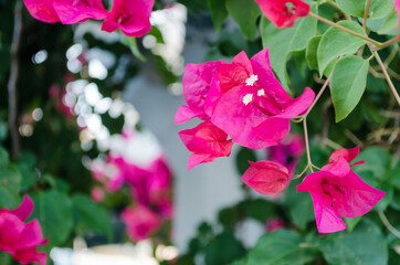 Pink flowers bloomed on the plant 