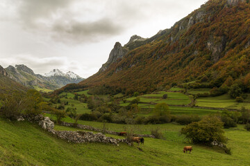 bosque , otoño, montañas, valle del Lago, Asturias, Somiedo