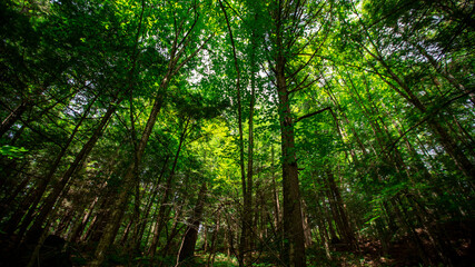 Fototapeta na wymiar Woodlands in Cambridge Vermont, summer 2020
