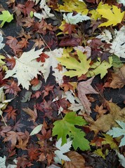 autumn leaves on the ground