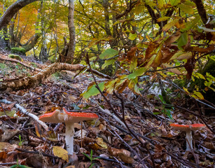 Setas, bosque, otoño