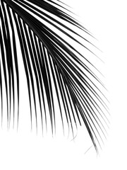 Obraz premium beautiful palm leaf isolated on white background