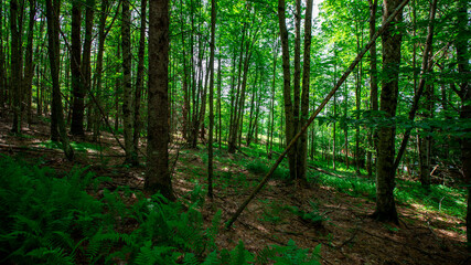 Fototapeta premium Woodlands in Cambridge Vermont, summer 2020