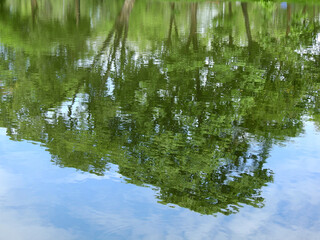 Fototapeta na wymiar abstract reflection of tree on water with blue sky