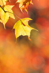 Fototapeta premium Close up of beautiful maple leaves isolated on bokeh blurry background in autumn season.