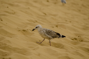 Möwe läuft am Strand 