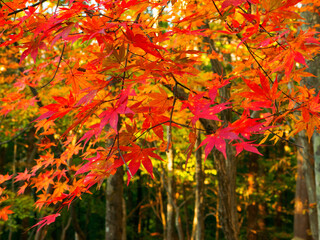Red Japanese maple leaves (Tochigi, Japan)
