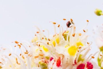 Fototapeta na wymiar Horse-chestnut (Aesculus hippocastanum, Conker tree) flowers and leaf on white background
