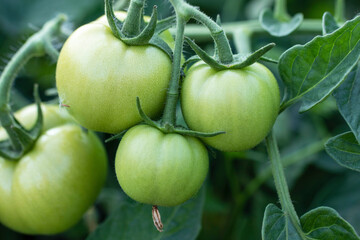 Green Tomatoes in a garden .