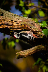 Woodpecker on a branch focused on food