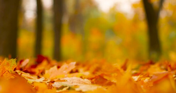Falling leaves natural background. Beautiful autumn landscape with yellow trees and gold maple leaves