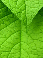 Obraz premium green leaf of Mexican Creeper ( Antigonon leptopus )