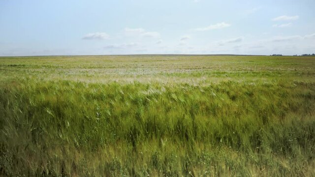 A gusty wind plays with green grass. Natural meadow grass slowly swayed by wind blow. The beautiful green swaying grass field is relaxing romantic. It waving along wind breeze.