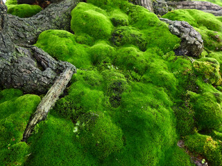 green moss cover on the ground in forest, close up view
