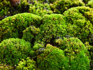 green moss cover on the ground in forest, close up view
