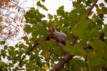 A little squirrel sits on a tree branch and holds a chestnut in its paws.