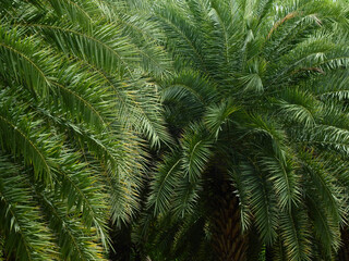 green leaf of date palm tree ( Phoenix dactylifera )