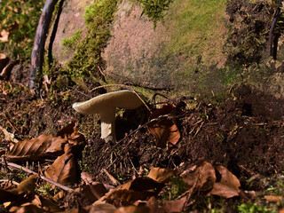 Closeup view of single mushroom growing at the side of a hiking path in Black Forest, Germany below a rock with foliage of brown colored withered leaves in foreground in autumn. Focus on mushroom.