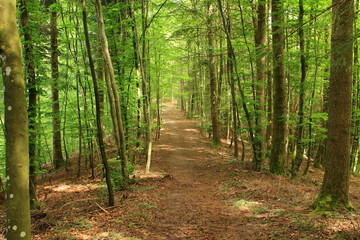 Nordschwarzwald im Sopmmer
