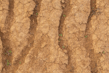 Dried and cracked earth with little green plants. Abstract background texture