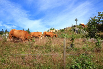 Wunderschöner Schwarzwald