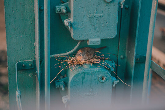 High Angle View Of Bird Sitting In Nest Over Machine Part