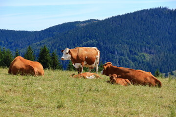 Wunderschöner Schwarzwald
