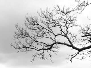 Fototapeta na wymiar dry branch of tree with raincloud on sky background, black and white style