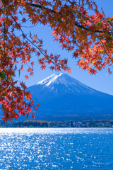 Mapple leaves at Kawaguchiko Lake, Mount Fuji