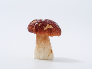 boletus mushroom with a brown cap and a thick leg on a white background in the studio