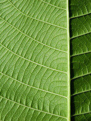 close up view of green leaves with line
