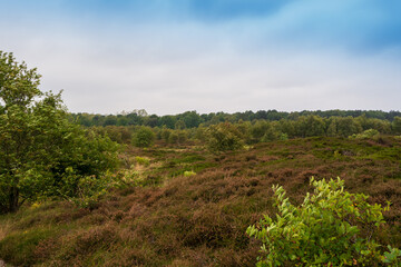 Blick auf die Kuestenheide zwischen Cuxhaven Duhnen und Sahlenburg