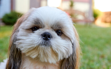 Dog Shih Tzu closely looks at the camera in the green garden