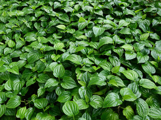 Wildbetal leafbush ( Piper sarmentosum Roxb. ) is a medicinal plant of Thailand, green plant in garden