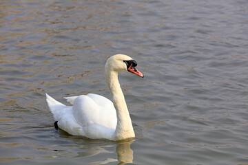 Naklejka premium Verrucosa Swan swims on the water in a park, Tangshan, China, China
