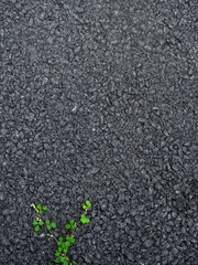 ivy on asphalt road texture