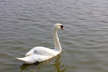 Verrucosa Swan swims on the water in a park, Tangshan, China, China