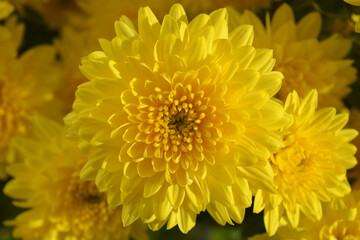 Obraz premium Perfect yellow chrysanthemums