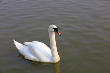 Verrucosa Swan swims on the water in a park, Tangshan, China, China