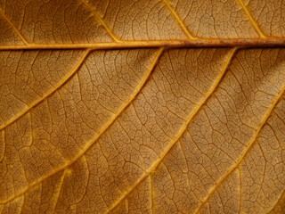 vein of dry brown leaf texture