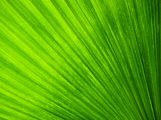 Obraz premium Texture of Green palm Leaf