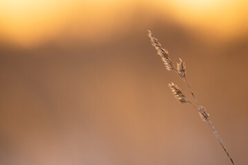 grass in the morning 