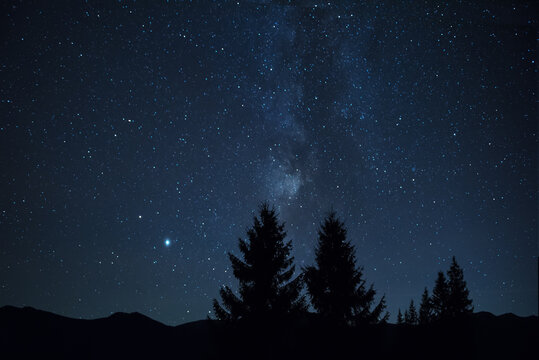  Silhouettes of a huge fir tree against the background of the starry sky and the Milky Way. Night photo.