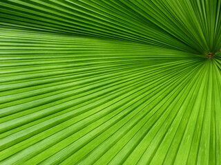 Obraz premium green palm leaf with line texture, Sumawong's palm tree ( Licuala peltata var. sumawongii )