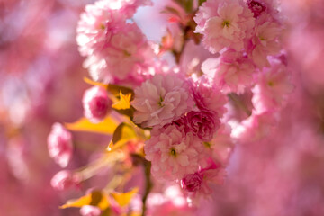 Pink cherry blossom