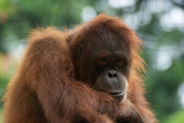 close up portrait of a orangutan
