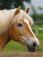 Pretty Horse Headshot